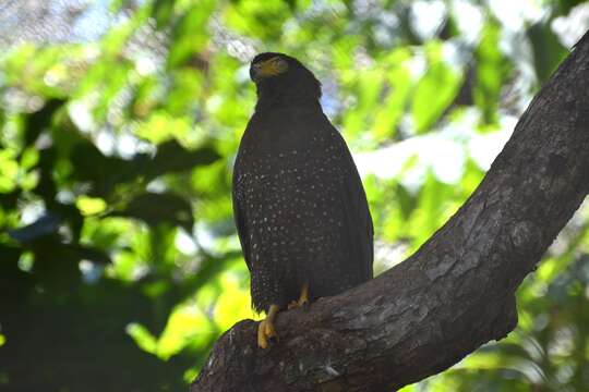 Image de Serpentaire des Andaman