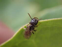 Lasioglossum lionotum (Sandhouse 1923)的圖片