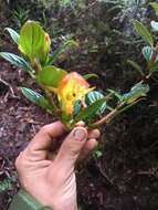 Image of Columnea magnifica Klotzsch ex Oerst.