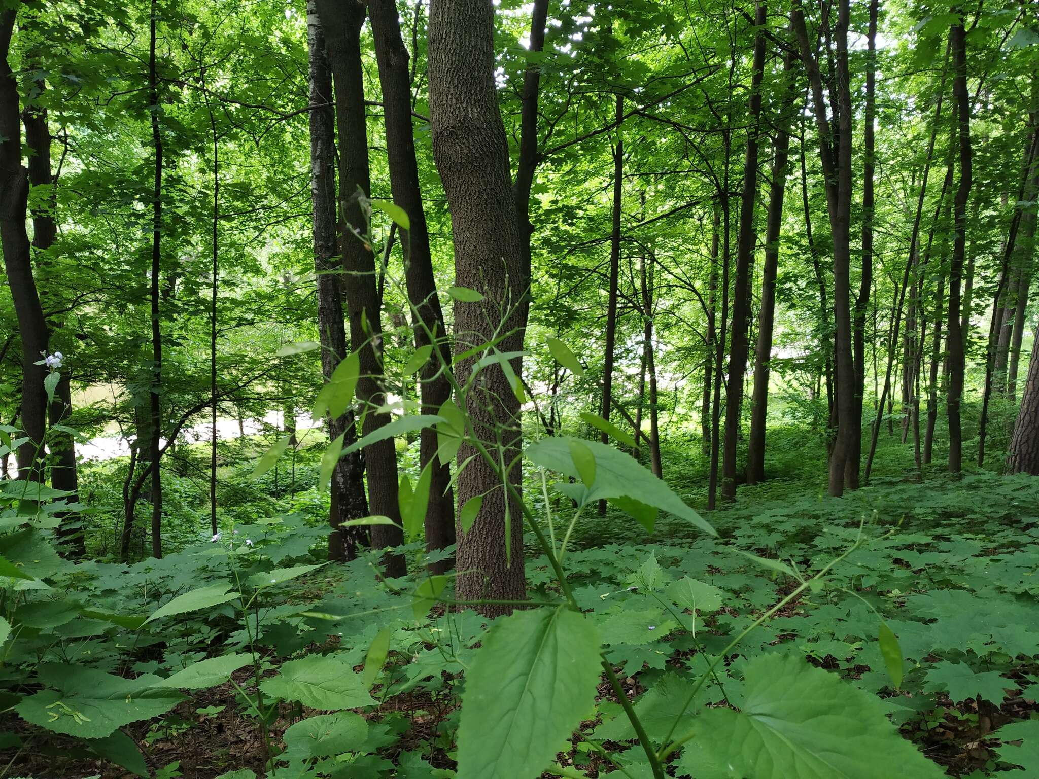 Image de Lunaria rediviva L.