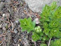 Image of crested gentian