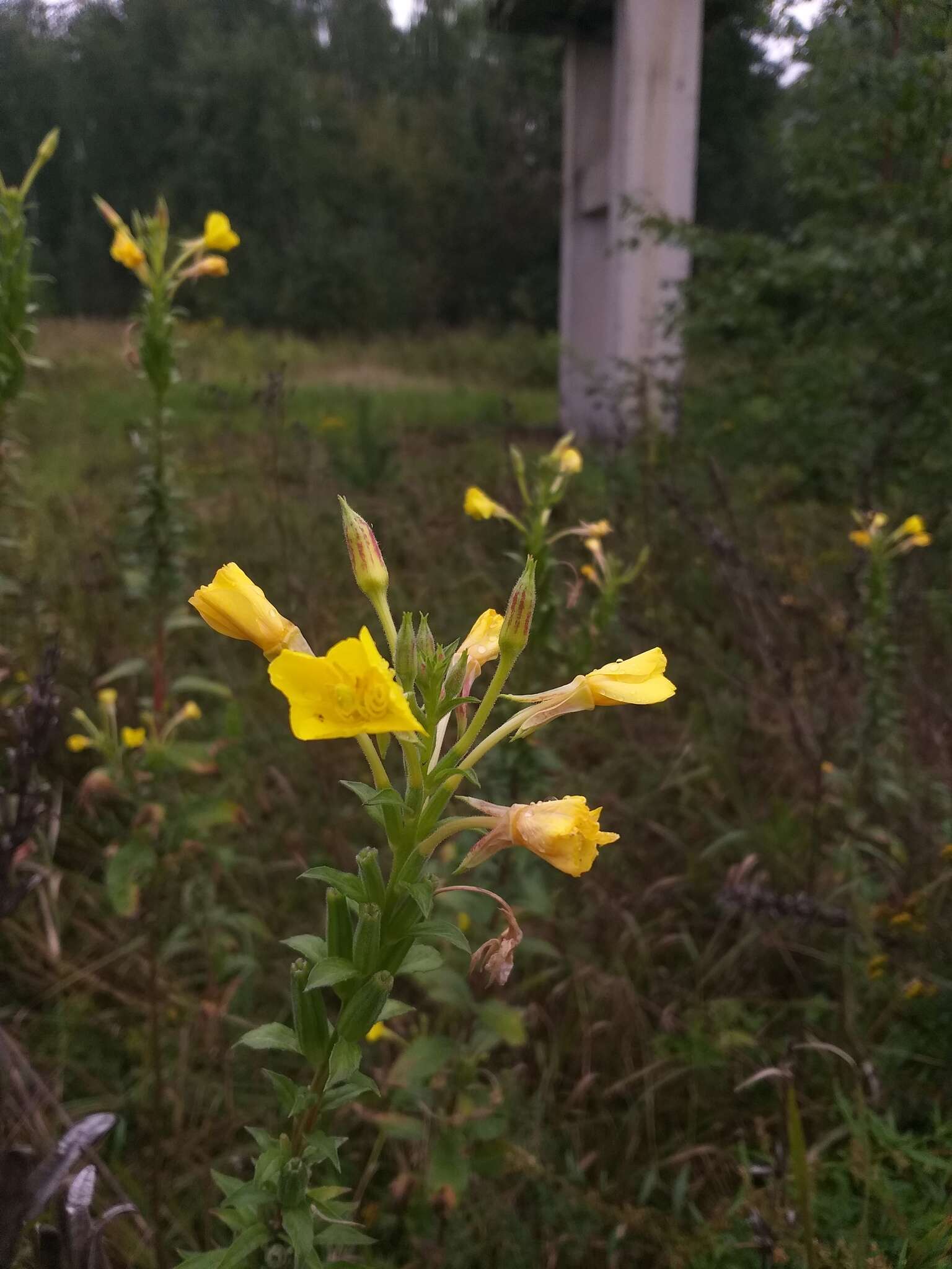 Imagem de Oenothera fallax Renner