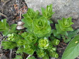 Image of crested gentian