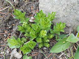 Image of crested gentian