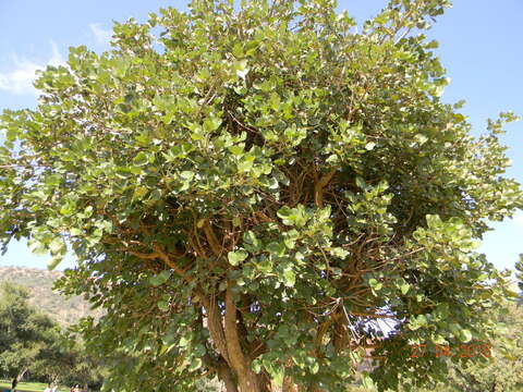 Image of erythrina