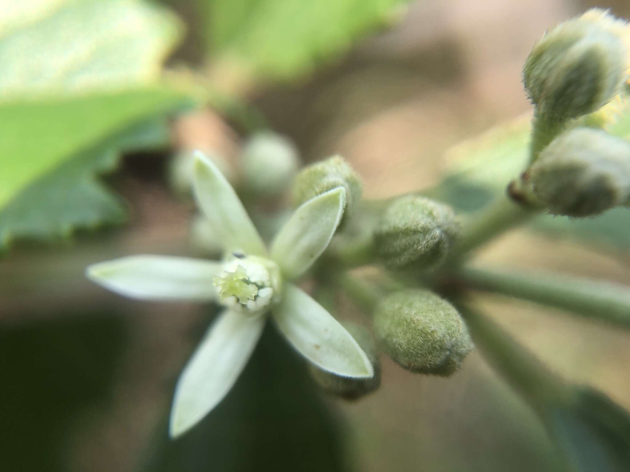 Image of Grewia rhombifolia Kaneh. & Sasaki