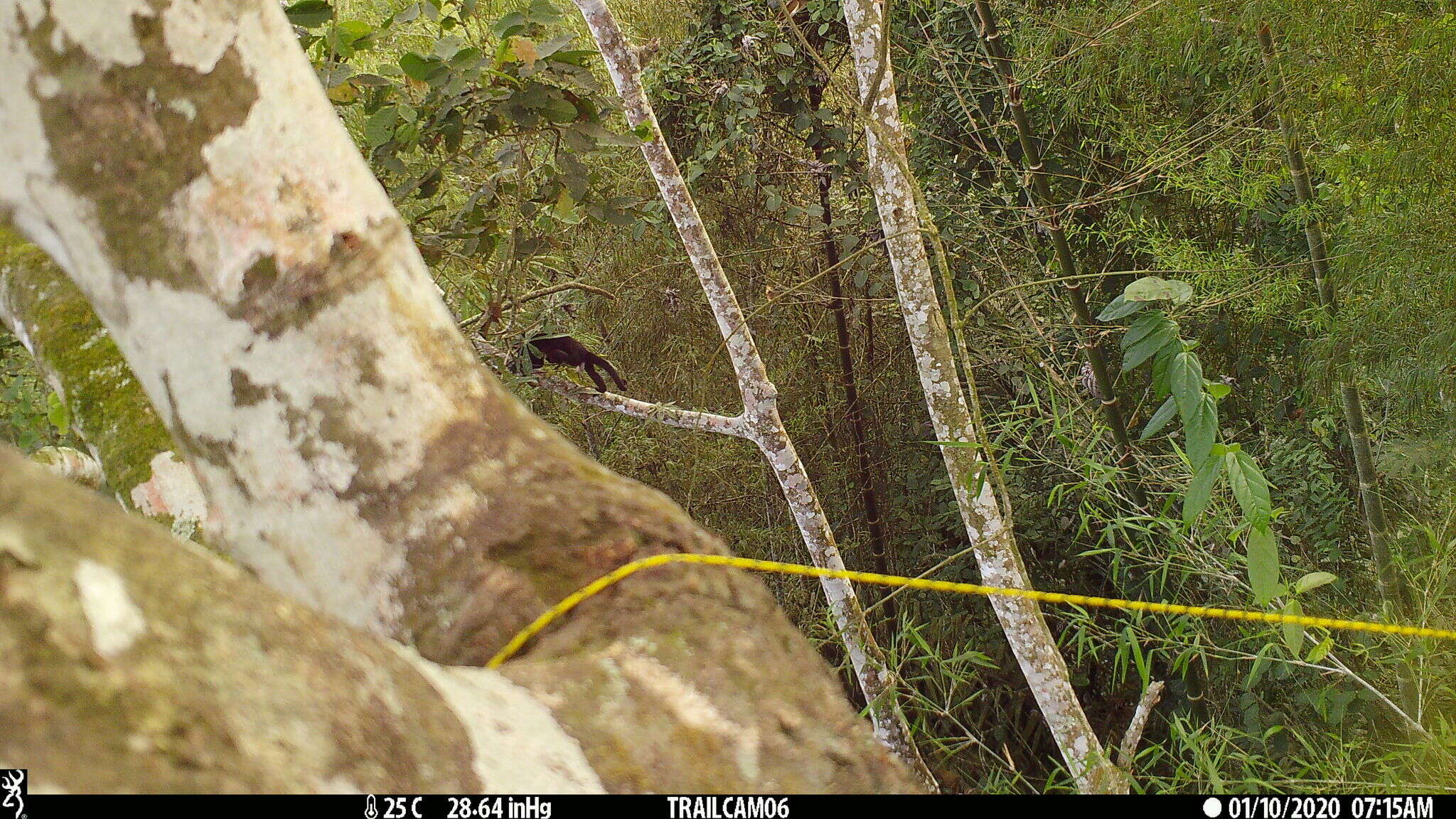 Image of Alouatta palliata aequatorialis (Festa 1903)