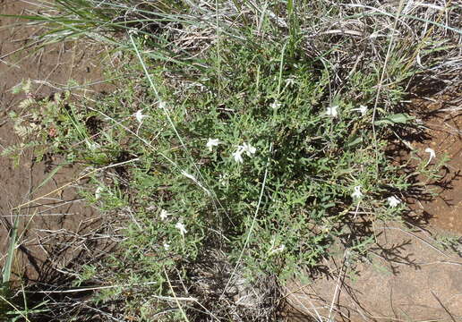 Image of Chascanum pinnatifidum (L. fil.) E. Mey.