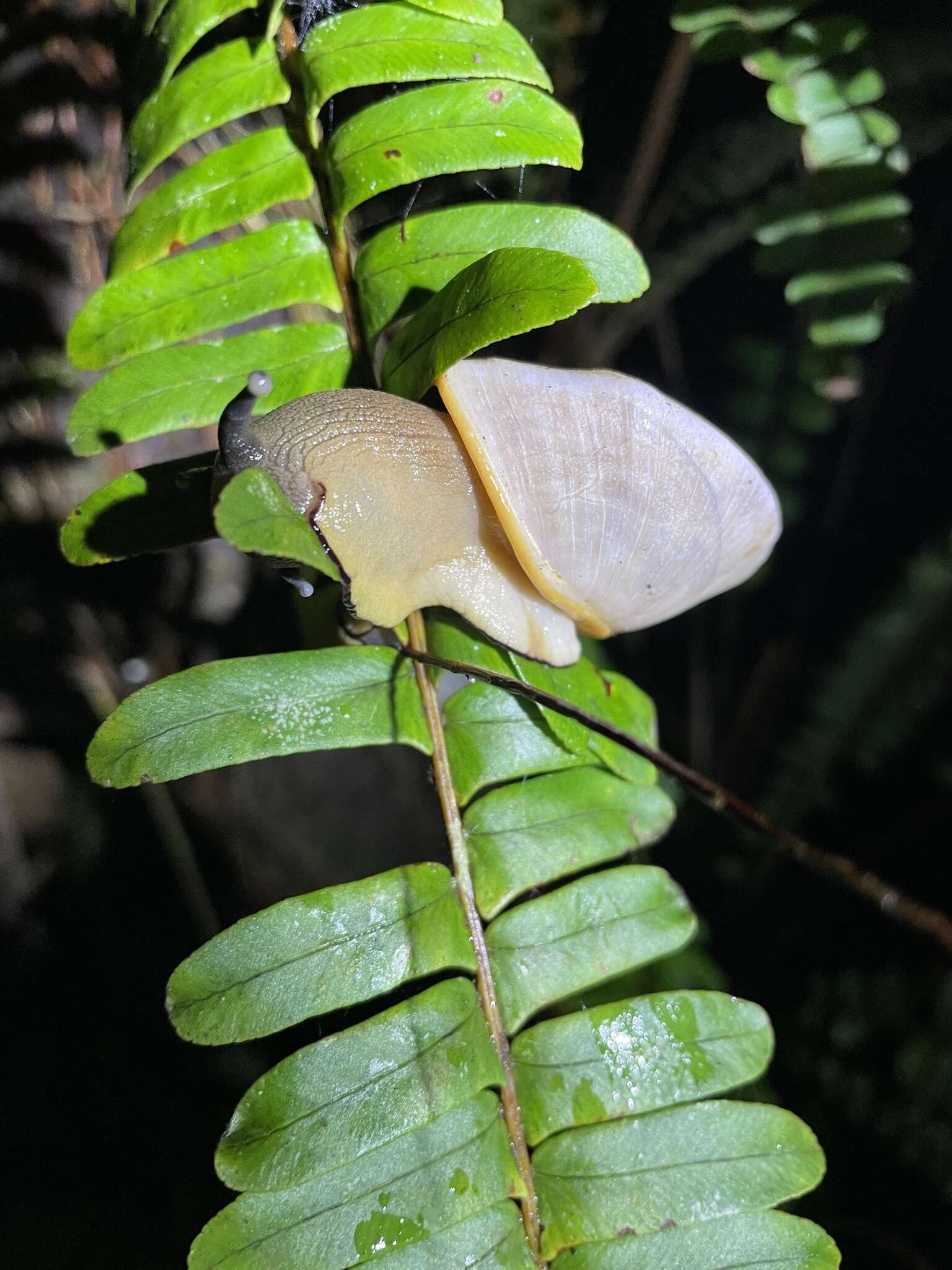 Parthena acutangula (Burrow 1815)的圖片