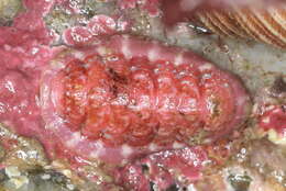 Image of Tonicella venusta R. N. Clark 1999