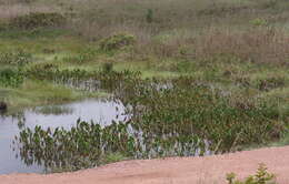 Image of Limnophyton angolense Buchenau