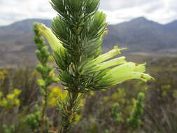 Image of Erica unicolor subsp. unicolor