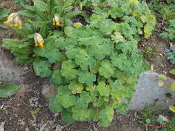 Image of cranesbill