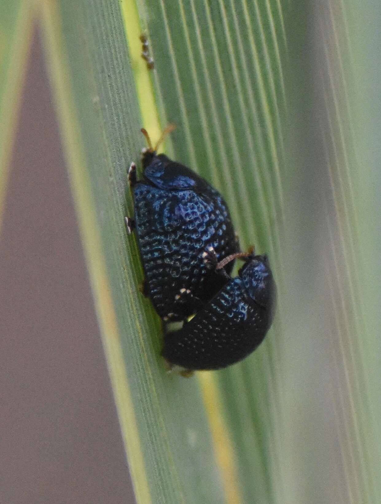 Image of Palmetto Tortoise Beetle