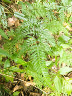 Image of Pteris dispar Kunze