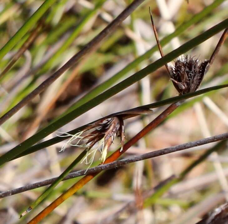 Image of Mesomelaena pseudostygia (Kük.) K. L. Wilson