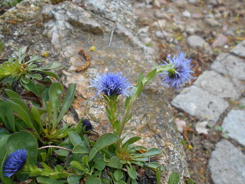 Sivun Globularia trichosantha Fischer & C. A. Meyer kuva