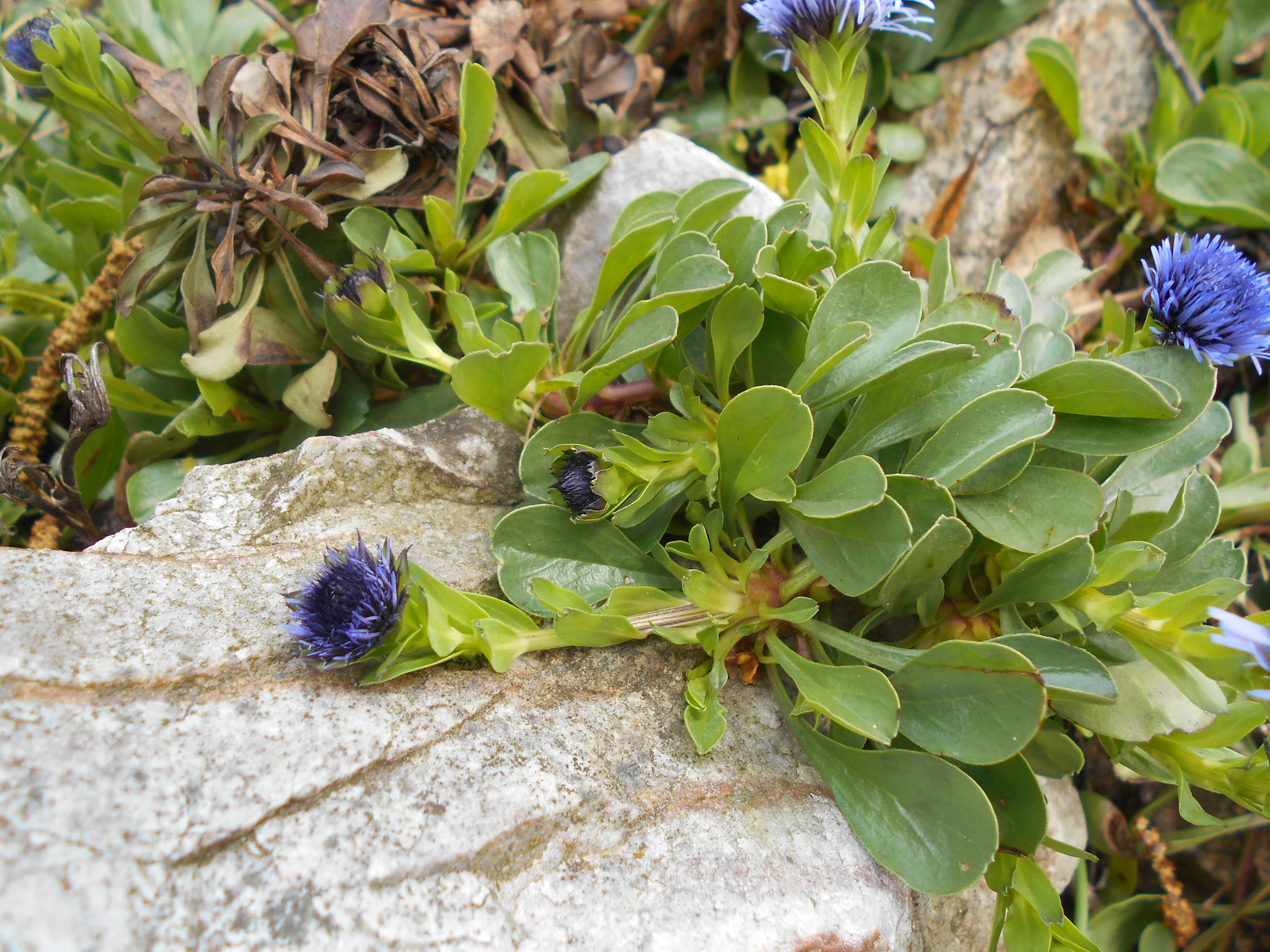 Sivun Globularia trichosantha Fischer & C. A. Meyer kuva