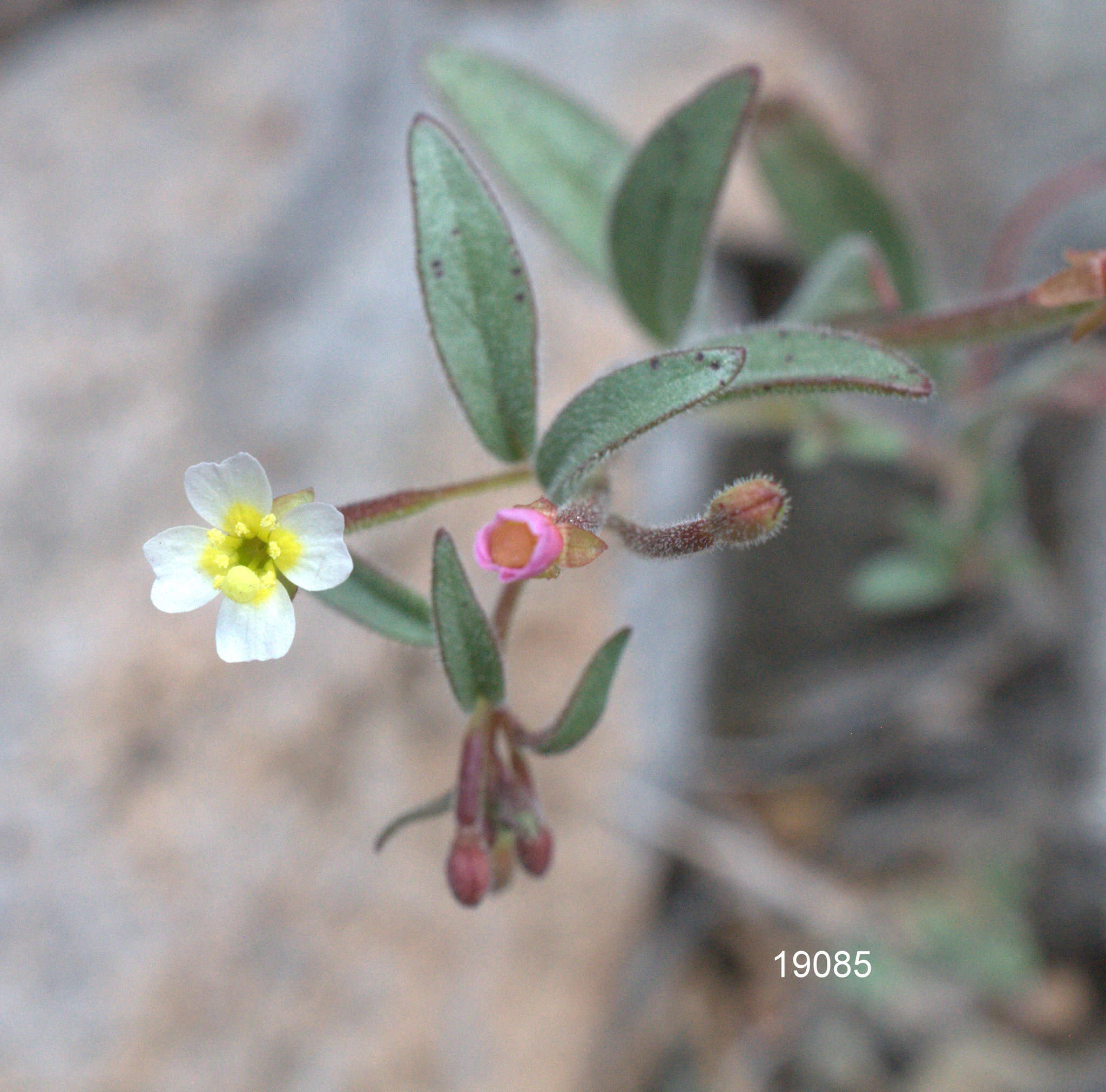 Chylismiella resmi