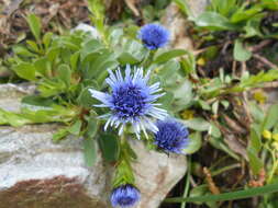 Sivun Globularia trichosantha Fischer & C. A. Meyer kuva