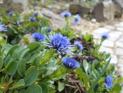 Sivun Globularia trichosantha Fischer & C. A. Meyer kuva