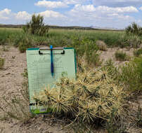 Image of thistle cholla