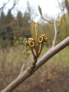 Image of American witchhazel