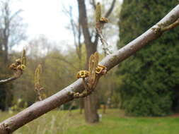 Imagem de Hamamelis virginiana L.