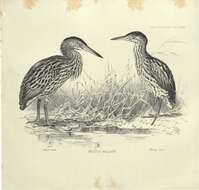 Image of herons and bitterns