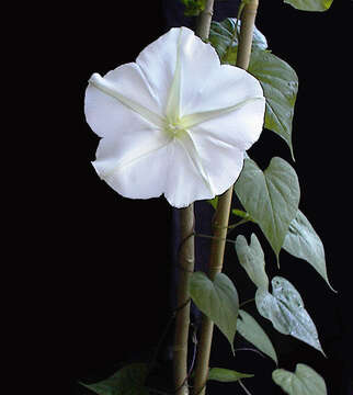 Image of Moonflower or moon vine