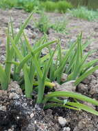 Image de Hemerocallis citrina Baroni