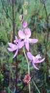 Calopogon pallidus Chapm.的圖片