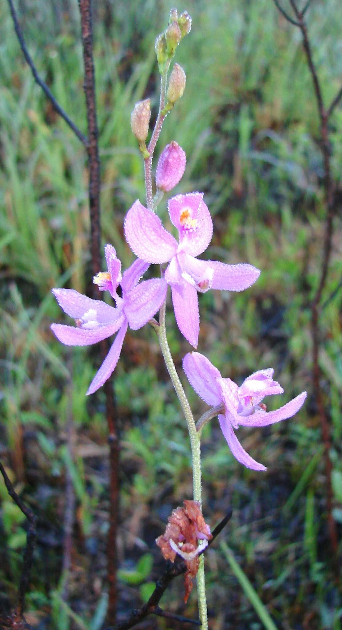 Image de Calopogon pallidus Chapm.