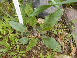 Image of few-leaved hawkweed