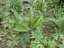 Image of few-leaved hawkweed