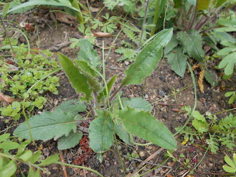 Image of few-leaved hawkweed