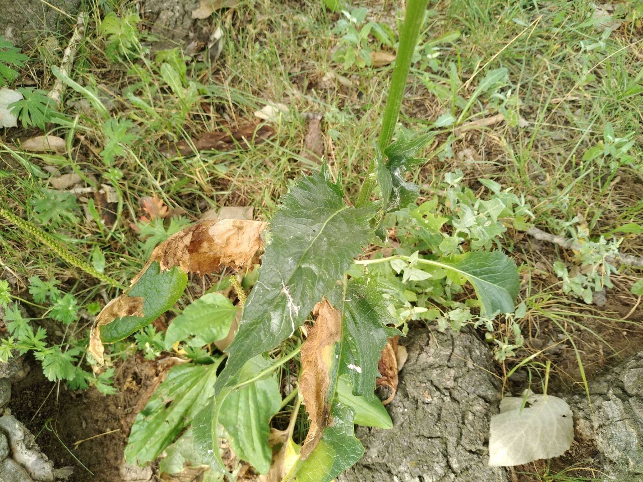 Image of Ligularia thyrsoidea (Ledeb.) DC.