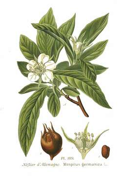 Image of Medlar