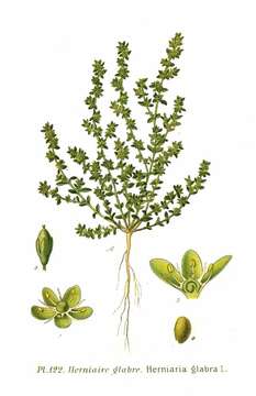 Image of smooth rupturewort