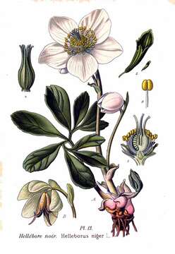 Image of black hellebore