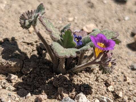 Image of nakedstem phacelia