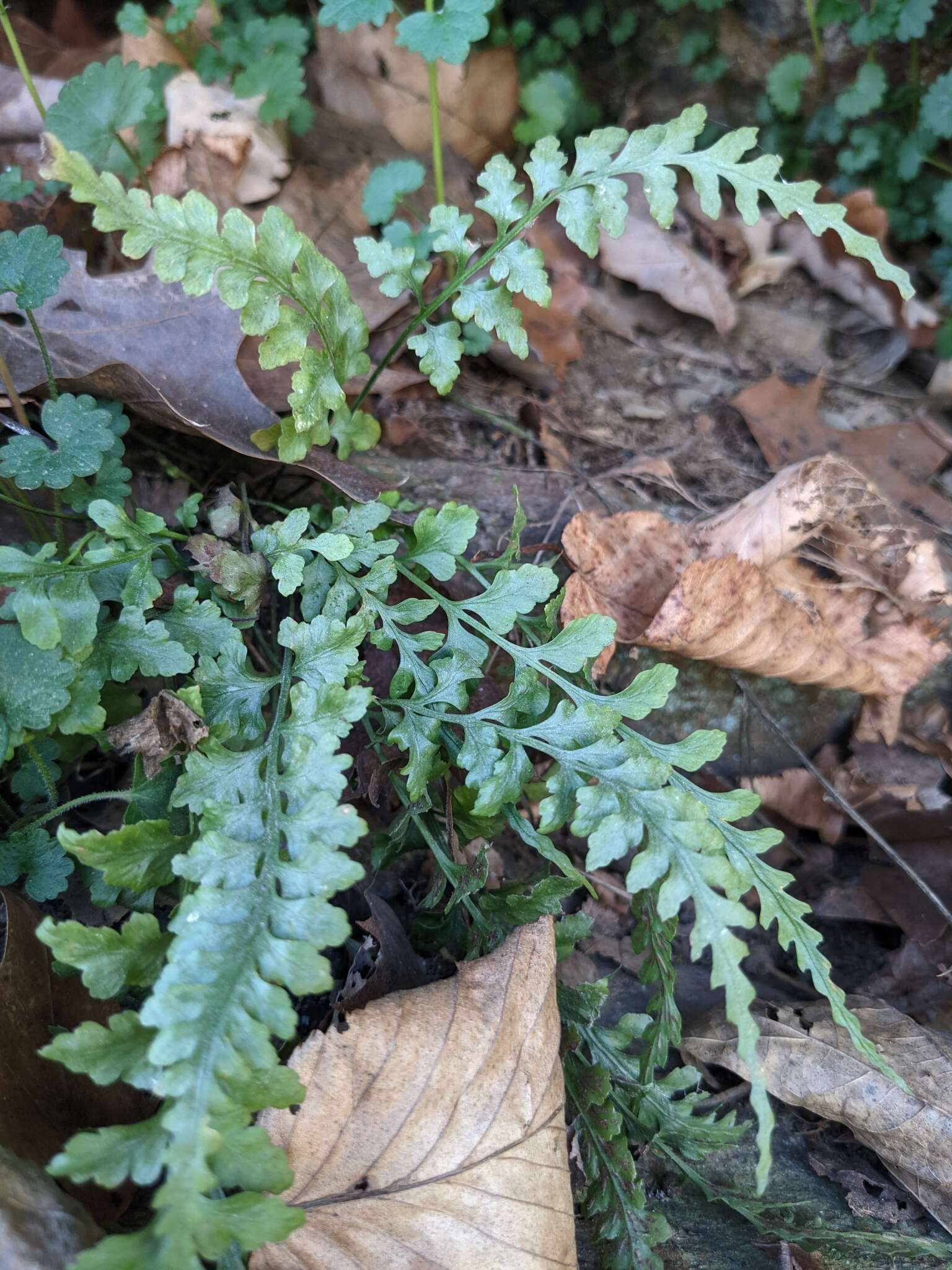 Image of spleenwort