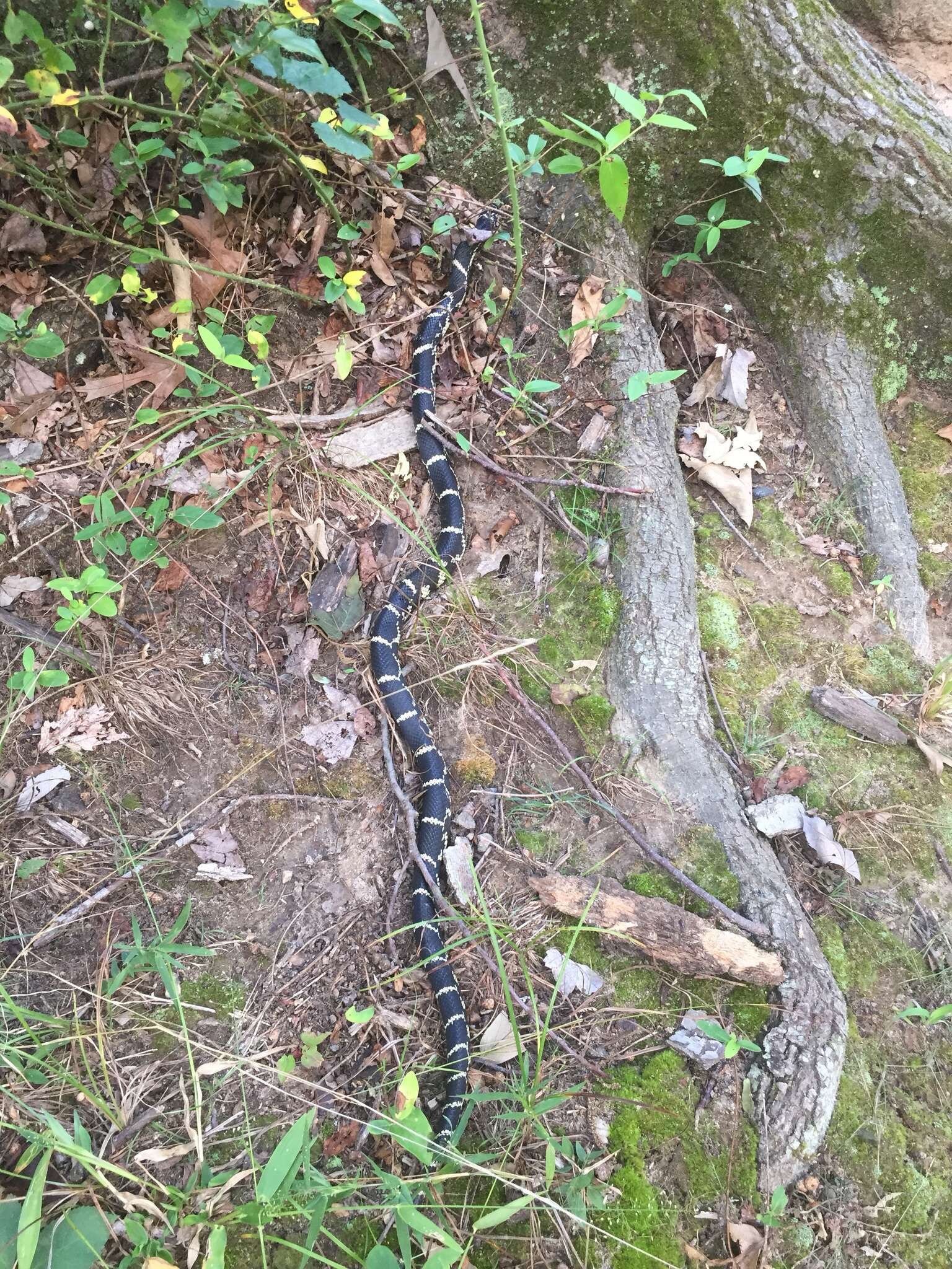 Слика од Lampropeltis getula (Linnaeus 1766)