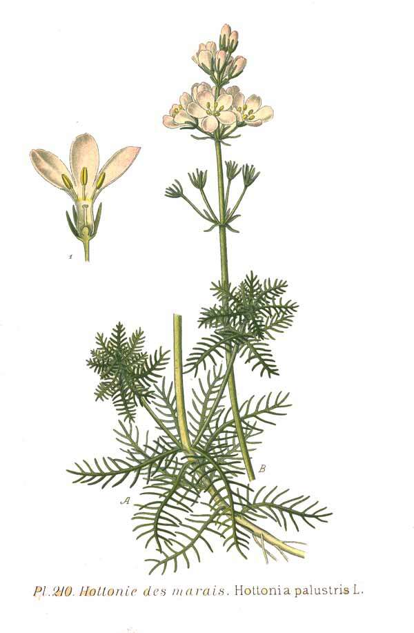 Image of Featherfoil