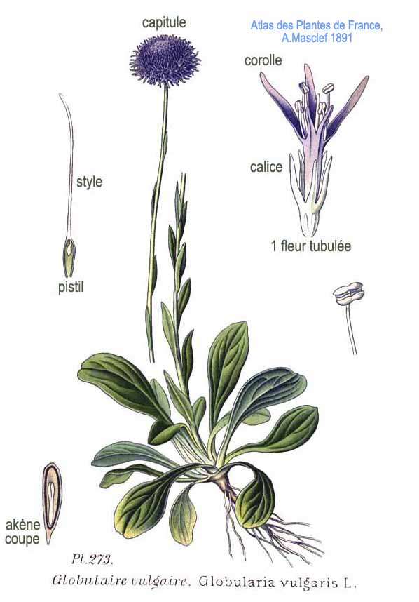 Image of Globularia vulgaris L.