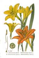 Imagem de Hemerocallis lilioasphodelus L.