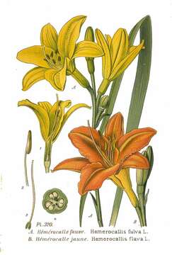 Image of lemon day-lily