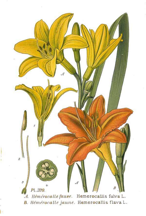 Imagem de Hemerocallis lilioasphodelus L.