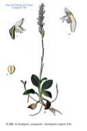 Image of Dwarf rattlesnake plantain (America)