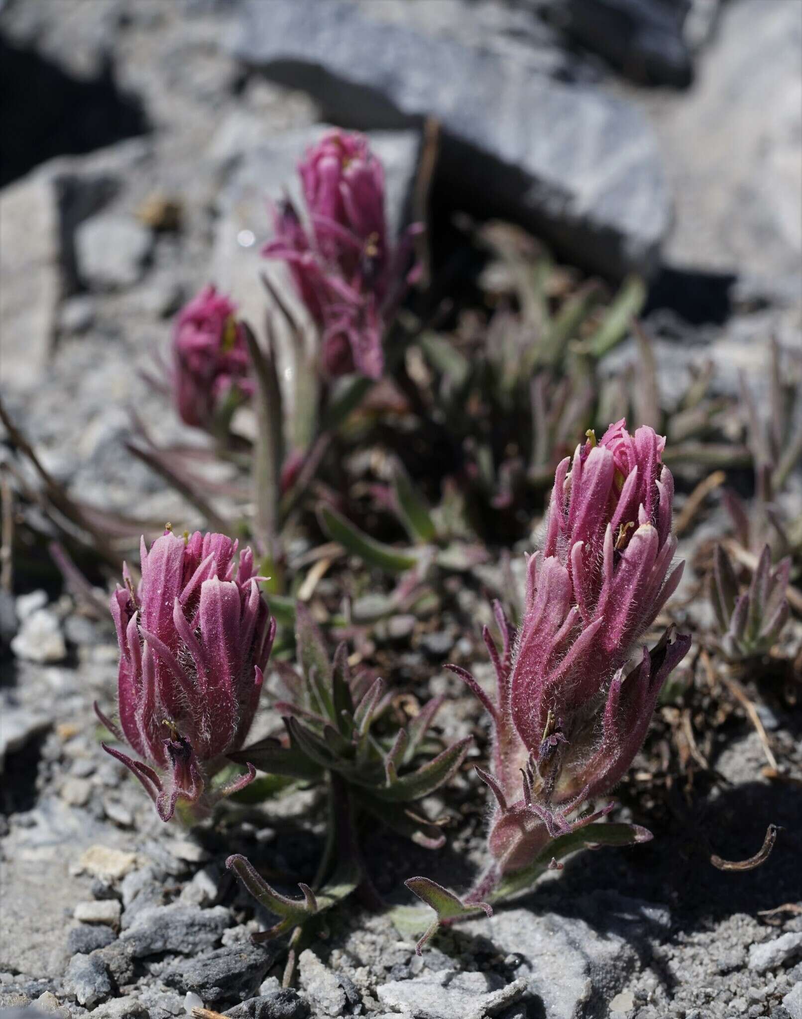 Image of little reddish Indian paintbrush